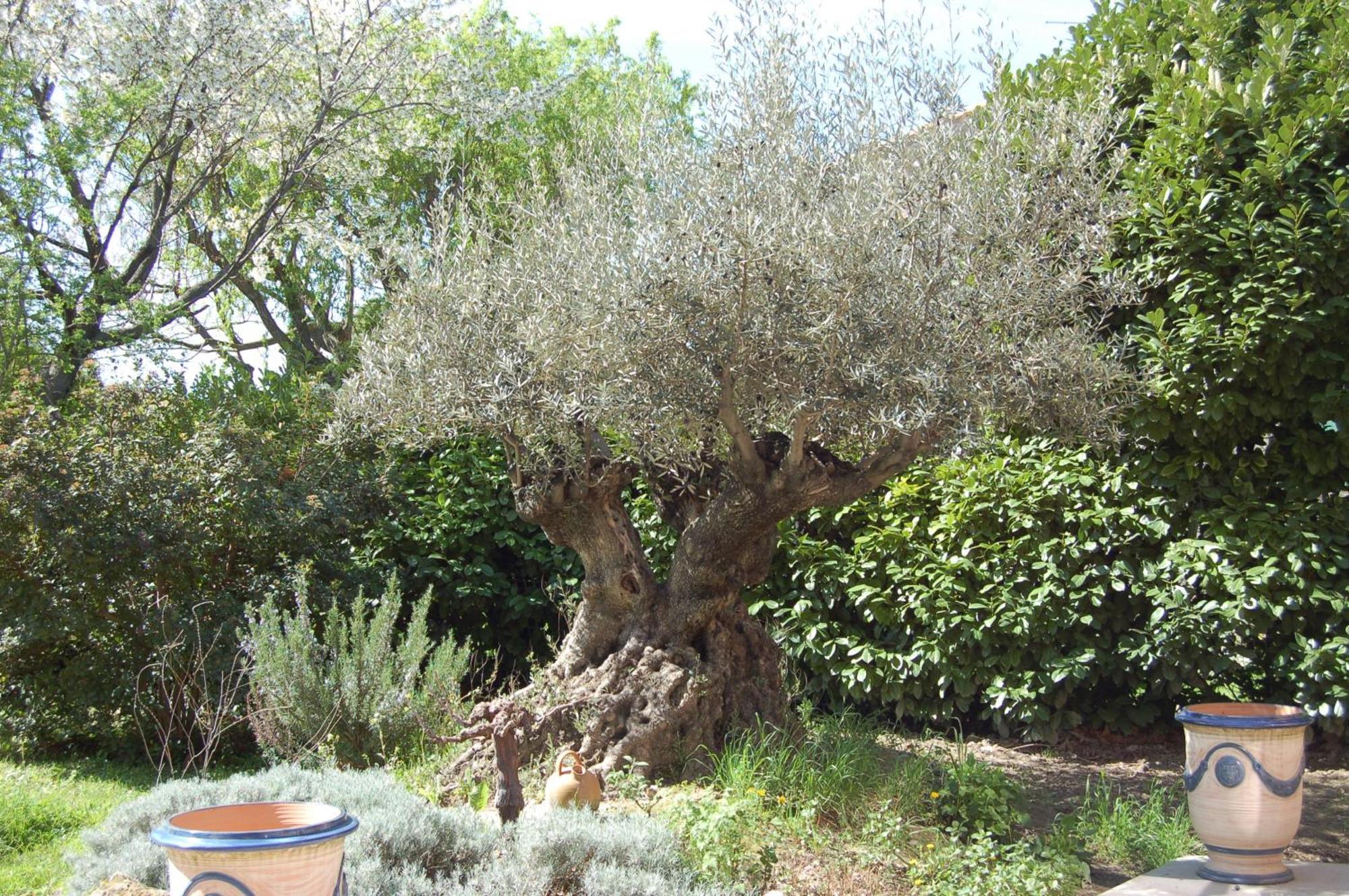 Le Mas Ferrand Graveson Εξωτερικό φωτογραφία